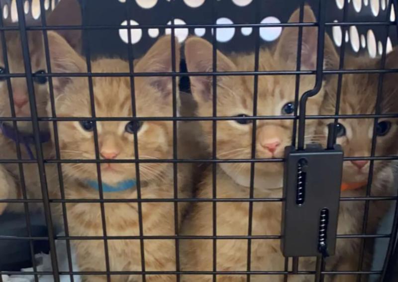 Parkside Animal Care Center Green Bay Veterinary Hospital